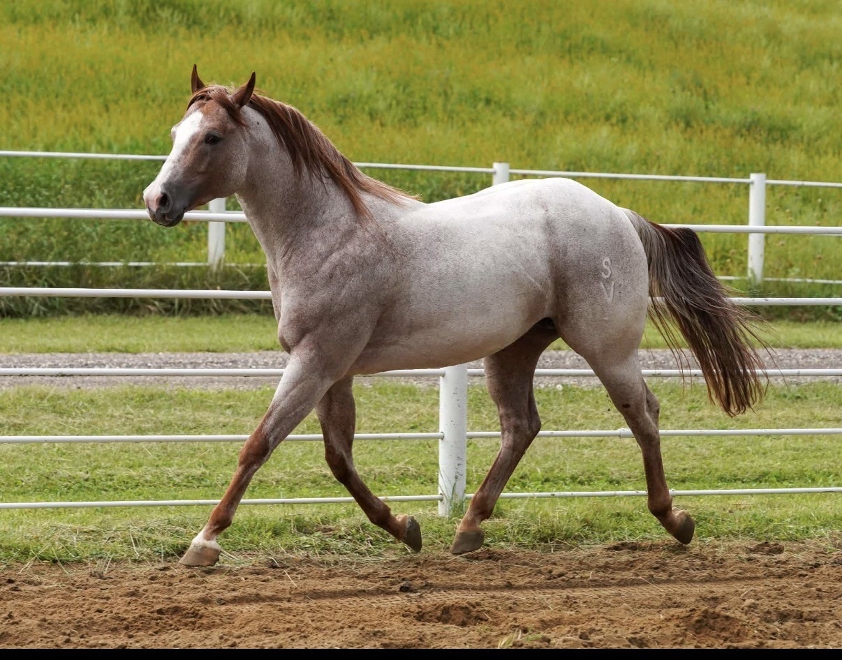 Red roan horse trotting in a fenced paddock