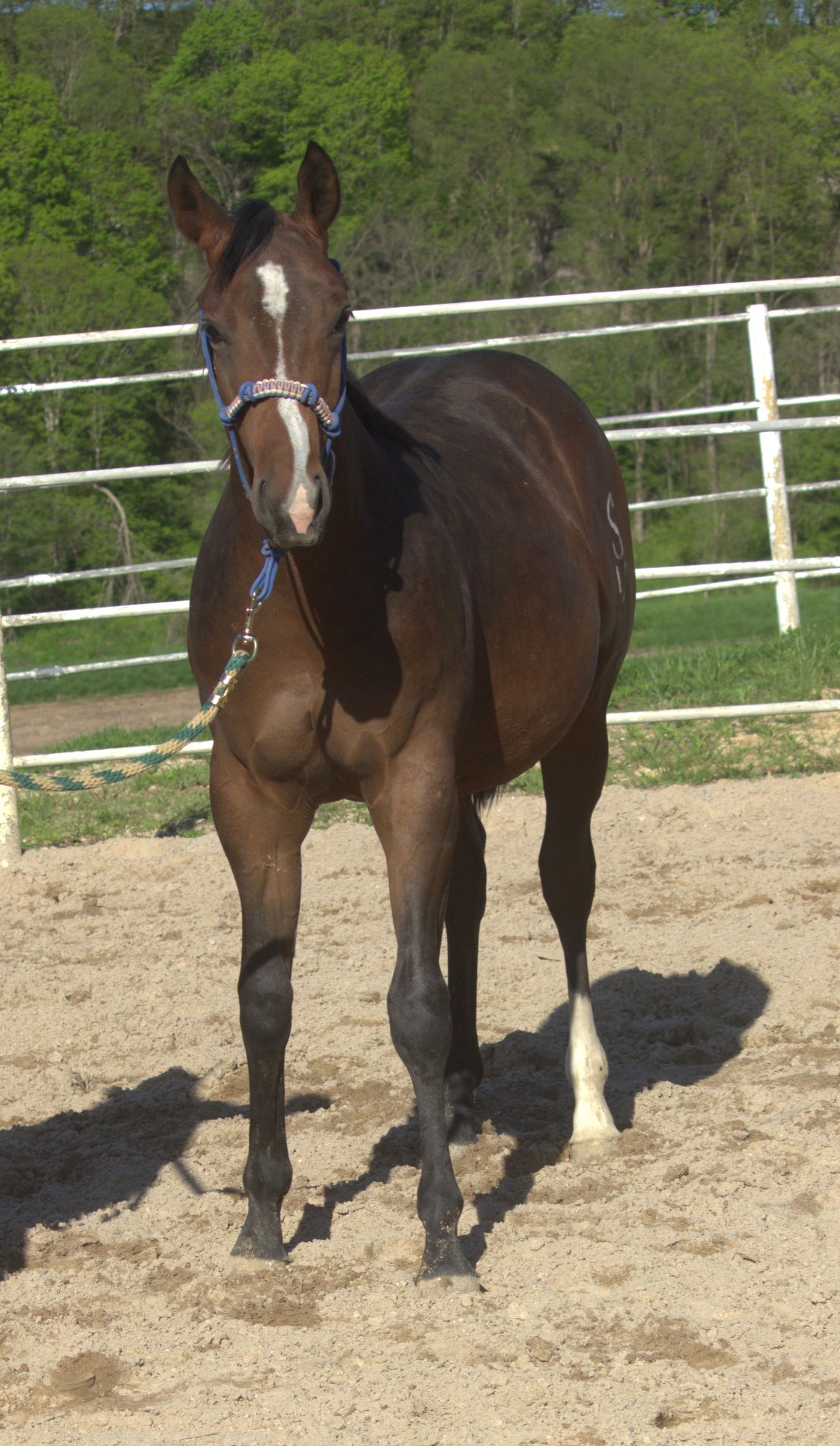 Bay horse with a white blaze wearing a blue rope halter, standing in a sandy paddock beside a white fence rail