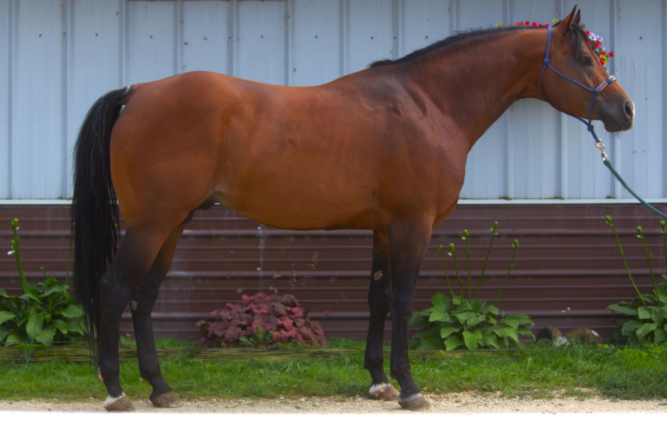 Well-groomed bay horse wearing a blue rope halter and a colorful flower garland, standing in front of the ranch barn